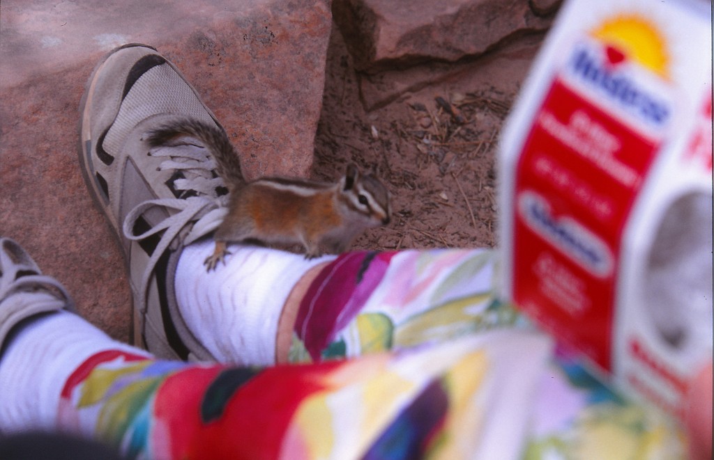 IMG_0021.jpg - Chipmunk in Zion National Park  http://en.wikipedia.org/wiki/Zion_National_Park 