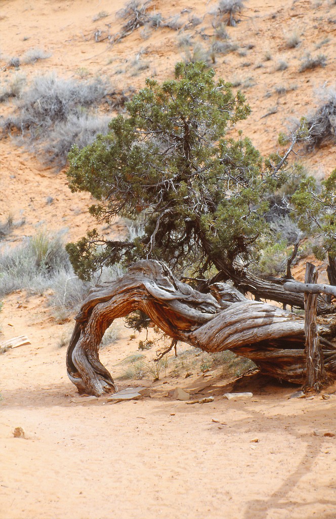 IMG_0054.jpg - Arches National Park  http://en.wikipedia.org/wiki/Arches_National_Park 