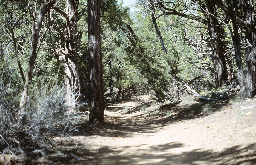 IMG_0069.jpg - Mesa Verde National Park  http://en.wikipedia.org/wiki/Mesa_Verde_National_Park 