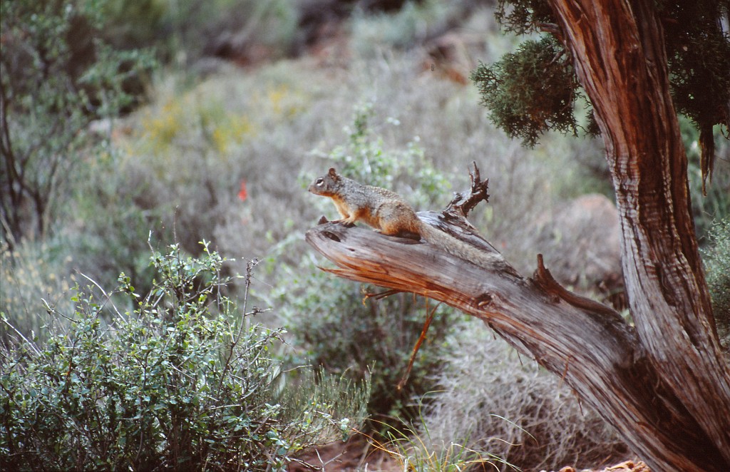 IMG_0090.jpg - Grand Canyon  http://en.wikipedia.org/wiki/Grand_Canyon 