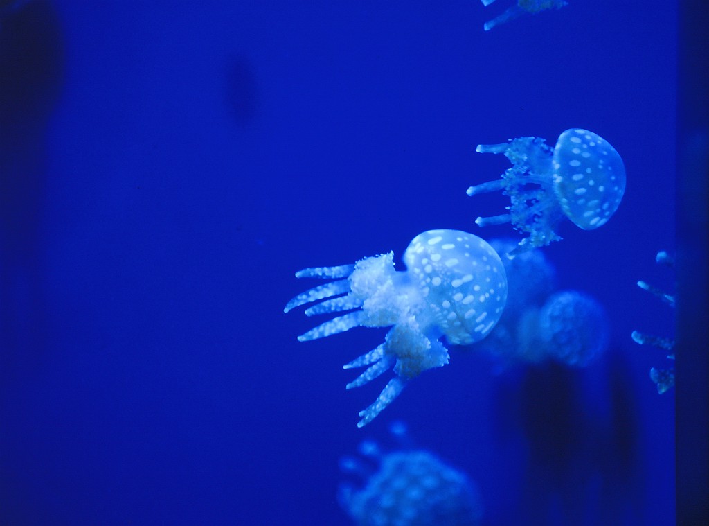 IMG_0129.jpg - Monterey Bay Aquarium  http://en.wikipedia.org/wiki/Monterey_Bay_Aquarium 