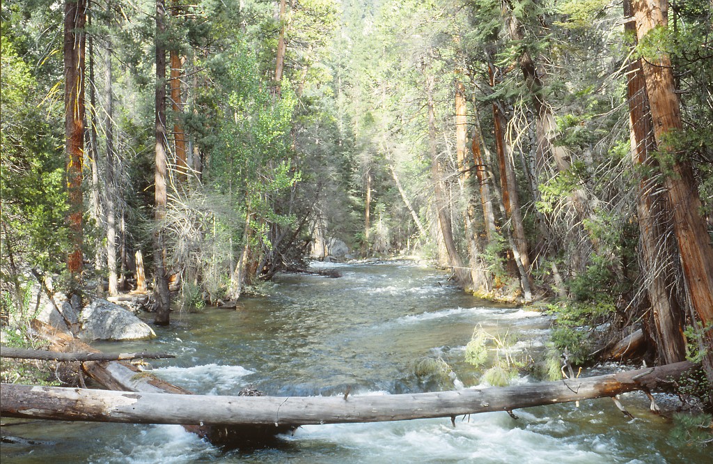 IMG_0159.jpg - Sequoia National Park  http://en.wikipedia.org/wiki/Sequoia_National_Park 