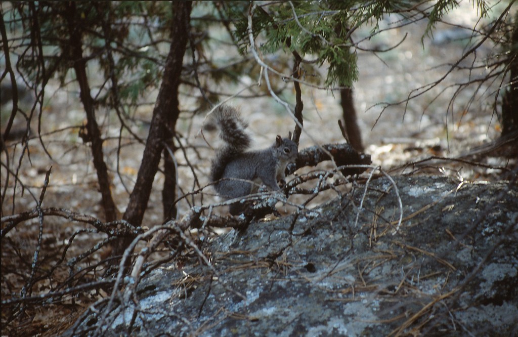 IMG_0164.jpg - Squirrel in Sequoia National Park  http://en.wikipedia.org/wiki/Sequoia_National_Park 