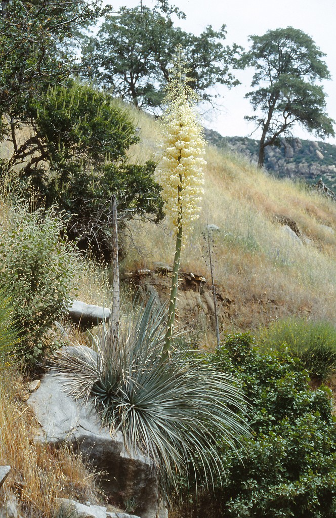 IMG_0165.jpg - Sequoia National Park  http://en.wikipedia.org/wiki/Sequoia_National_Park 