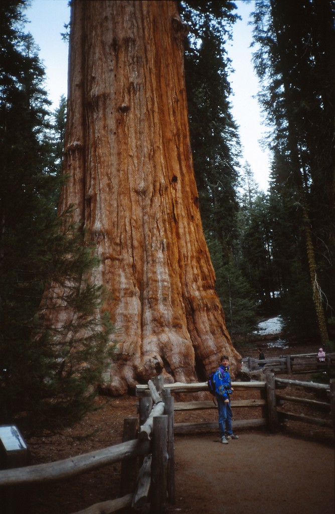 IMG_0170.jpg - General Sherman Tree  http://en.wikipedia.org/wiki/General_Sherman_(tree) 