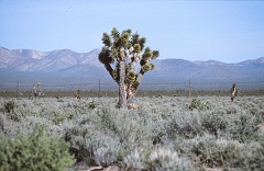 Joshua Tree