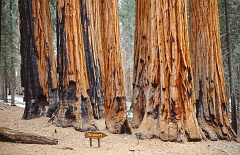 Sequoia NP
