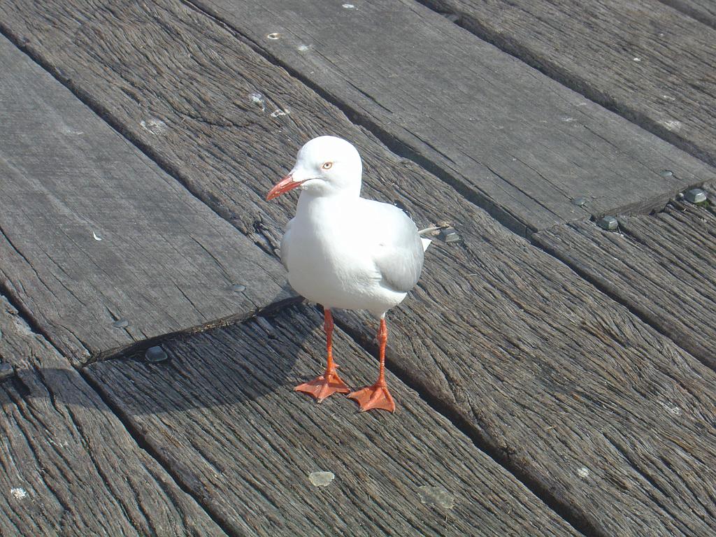 DSC02515.JPG - Seagull