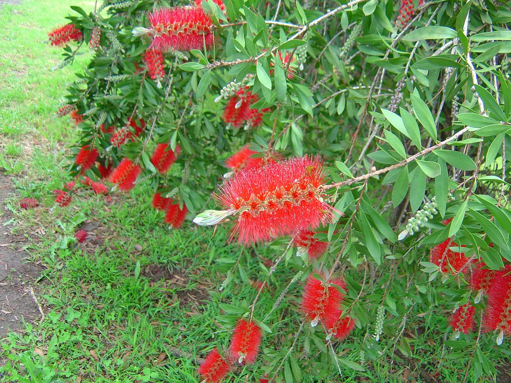 DSC02610.JPG - Flower