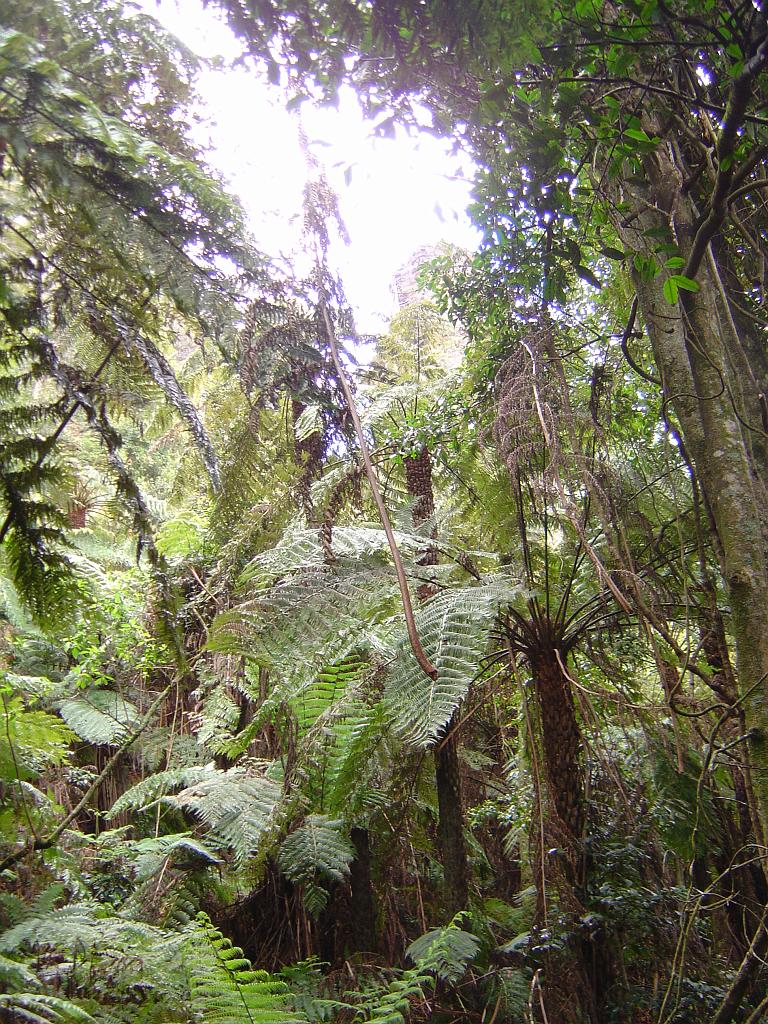 DSC02632.JPG - Blue Mountain Jungle