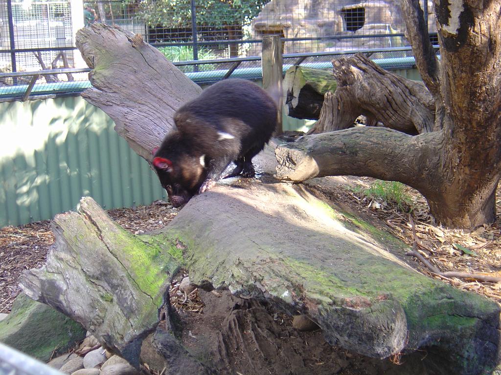 DSC02740.JPG - Featherdale Wildlife Park - Tasmanian Devil