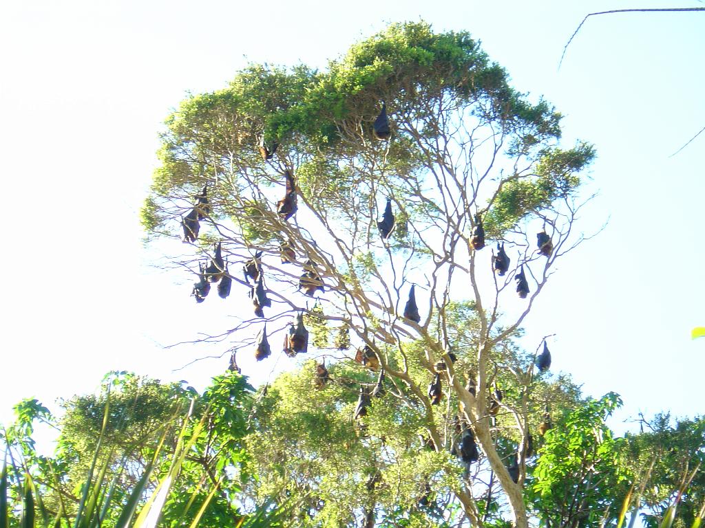 DSC02775.JPG - Flying foxes in the Royal Botanic Gardens
