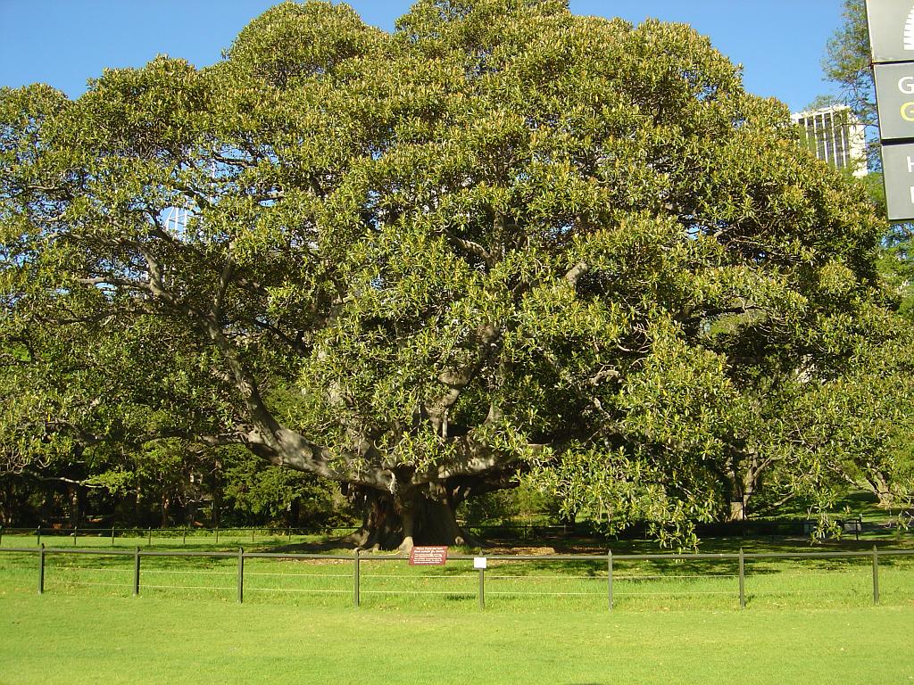 DSC02782.JPG - Huge old and hollow fig tree in the royal botanical gardens