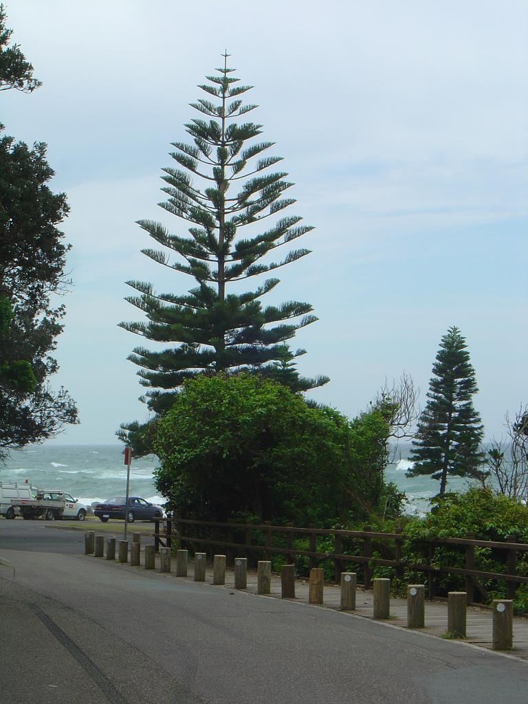 DSC02849.JPG - Sea Acres Nature Reserve and Rainforest Centre; http://www.portmacquarieinfo.com.au/accom_result1/sea-acres-nature-reserve-and-rainforest-centre/