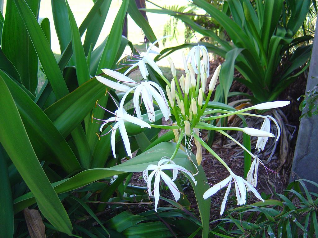 DSC02870.JPG - Flowers