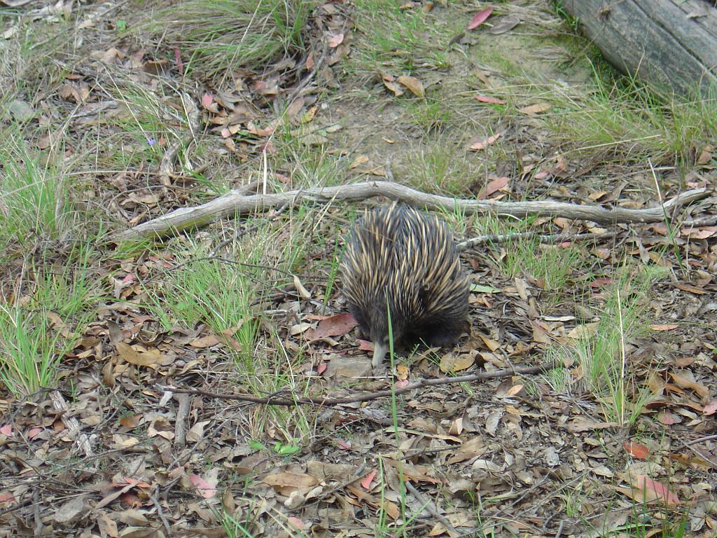 DSC03080.JPG - Oxley Wild Rivers National Park - Tia Falls - Echidna
