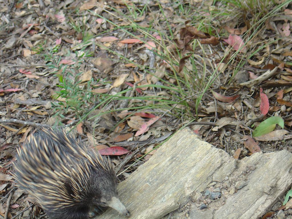 DSC03088.JPG - Oxley Wild Rivers National Park - Tia Falls - Echidna