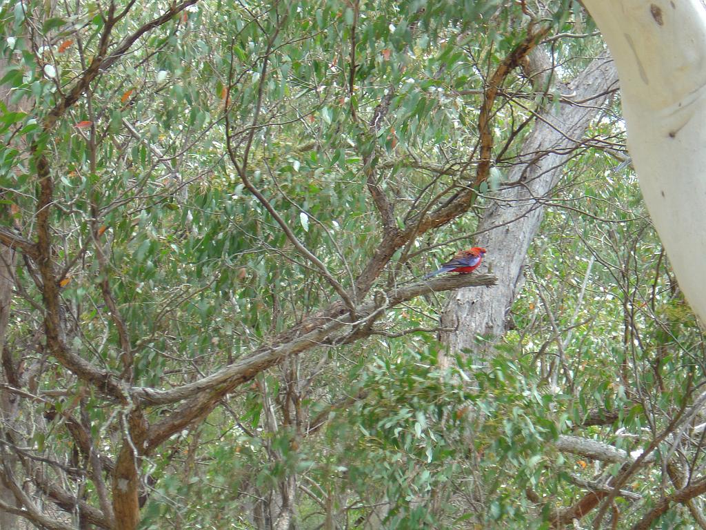 DSC03101.JPG - Oxley Wild Rivers National Park - Tia Falls - Bird