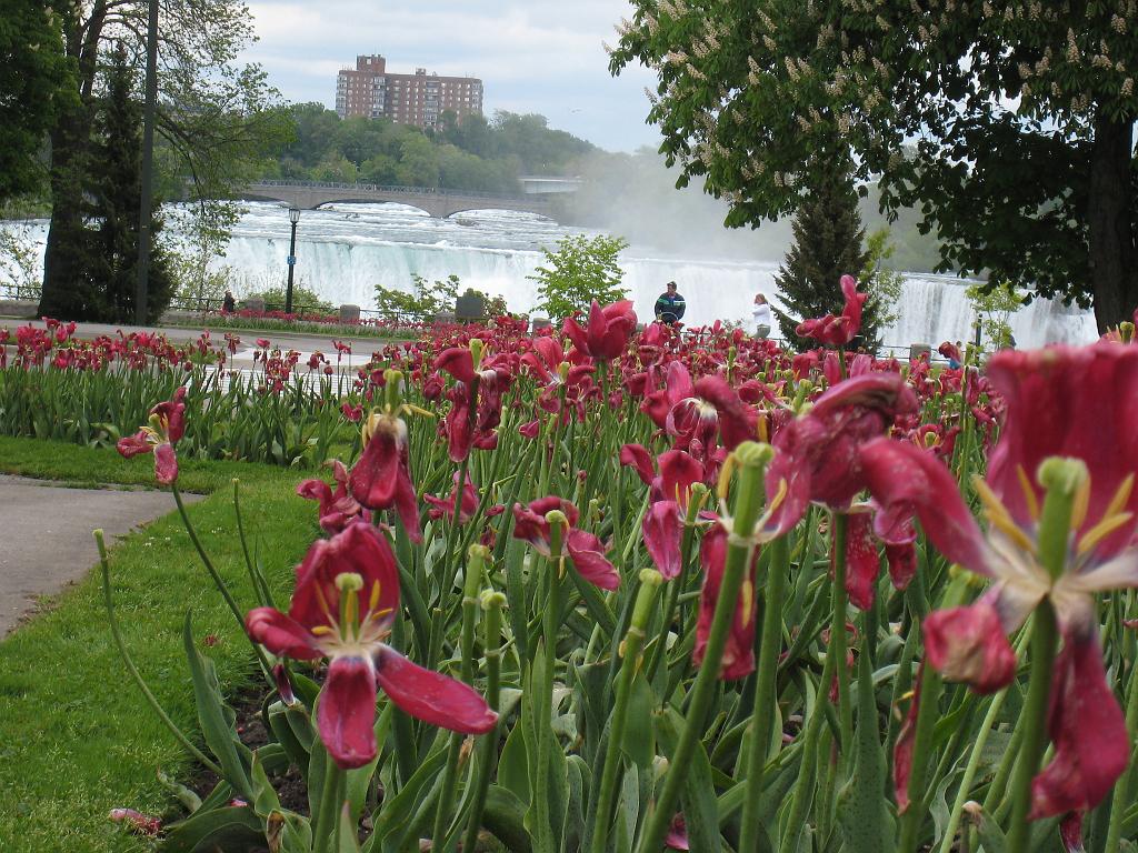 IMG_7124.JPG - Victoria Park & Niagara Falls