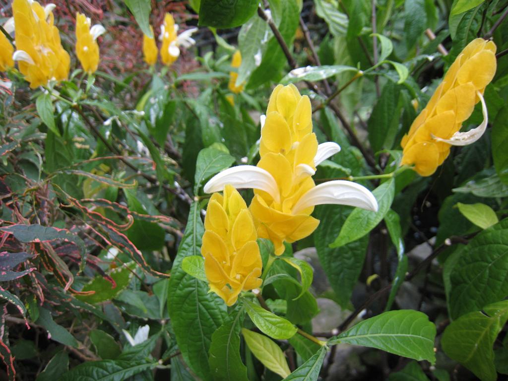 IMG_7165.JPG - Niagara Park Floral Showhouse