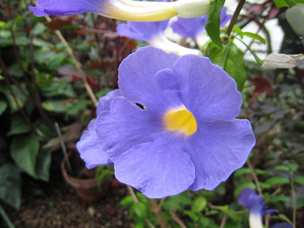 IMG_7166.JPG - Niagara Park Floral Showhouse