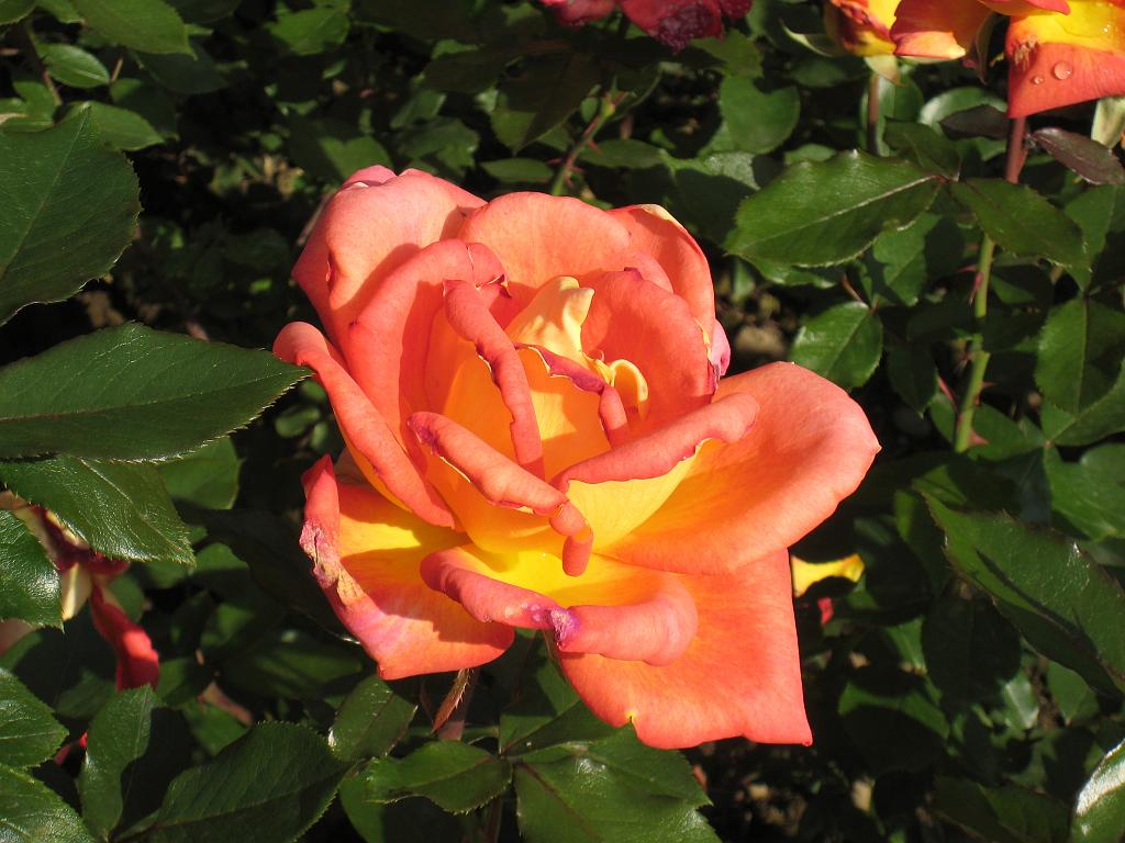 IMG_7861.JPG - Rose