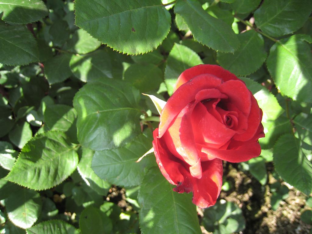 IMG_7865.JPG - Rose