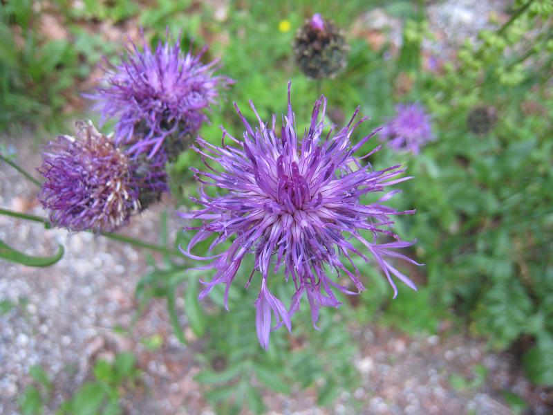 IMG_8005.JPG - Blüten