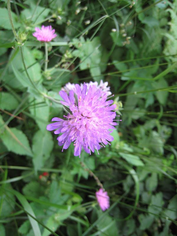 IMG_8009.JPG - Blüten