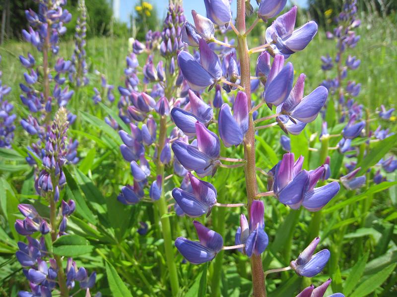 IMG_8037.JPG - Blüten