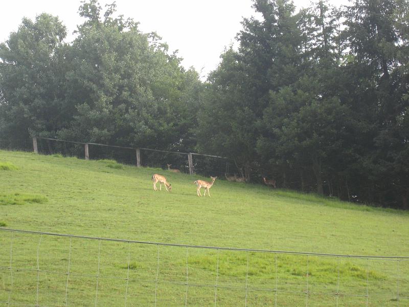 IMG_8207.JPG - Hirsche an der Baumgartner Höhe