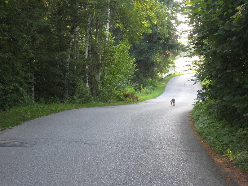IMG_8465.JPG - Rehe auf Dorfstraße