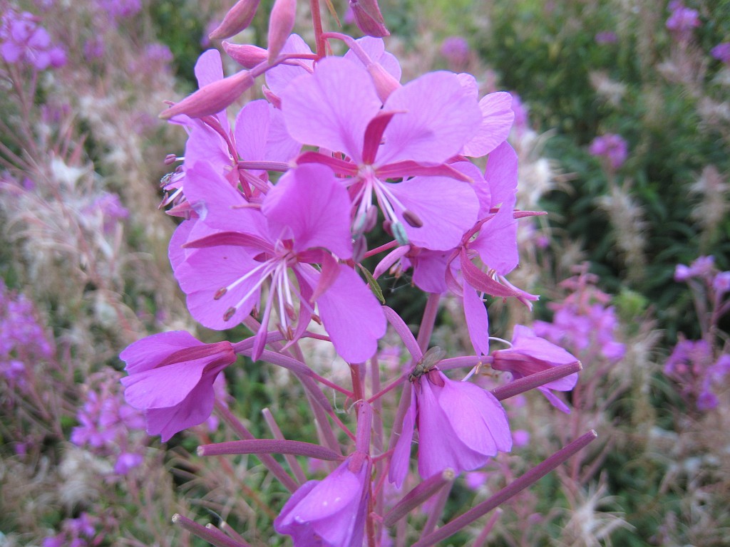 IMG_9497.JPG - Blüten