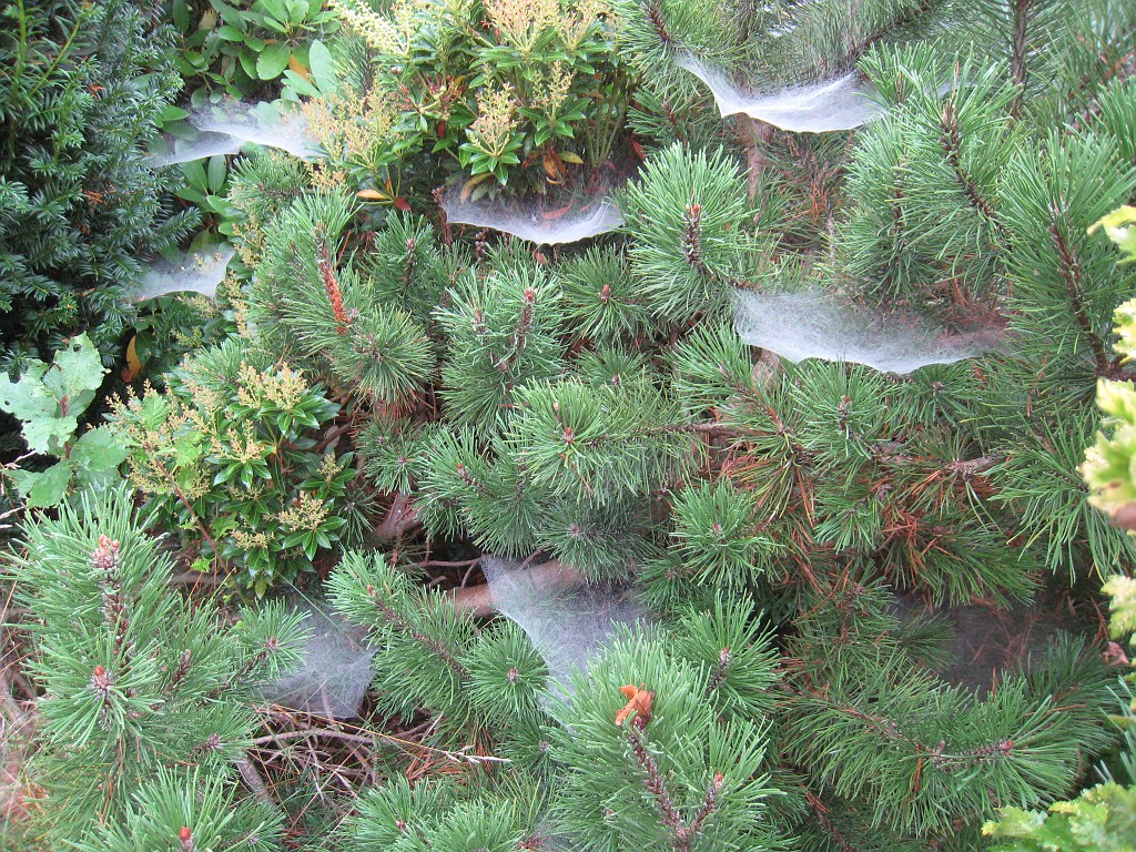 IMG_9547.JPG - Spinnennetze