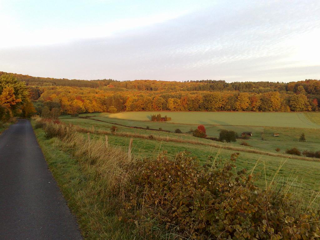 10102008033.jpg - Forrest in the morning sun