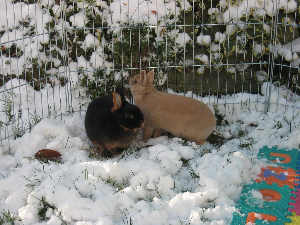 IMG_9928.JPG - Daisy and Peach bunny princesses