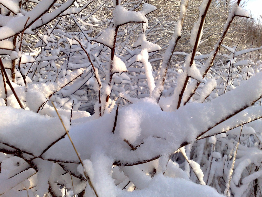 11022009091.jpg - Fresh snow