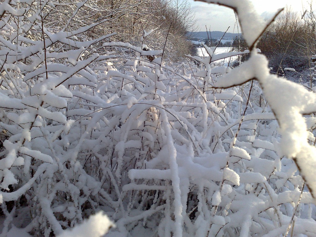 11022009092.jpg - Fresh snow