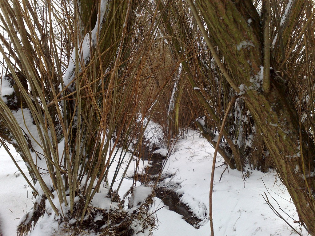 11022009100.jpg - Creek