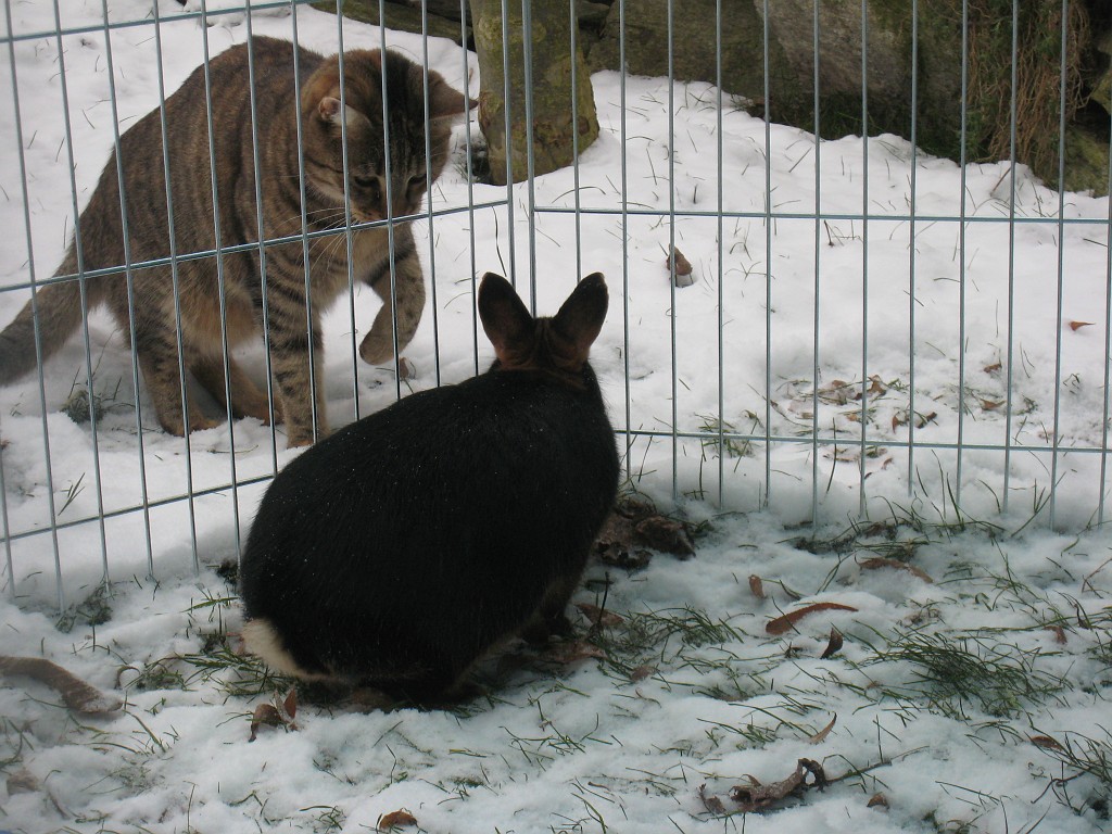 IMG_0181.JPG - Daisy und Emily