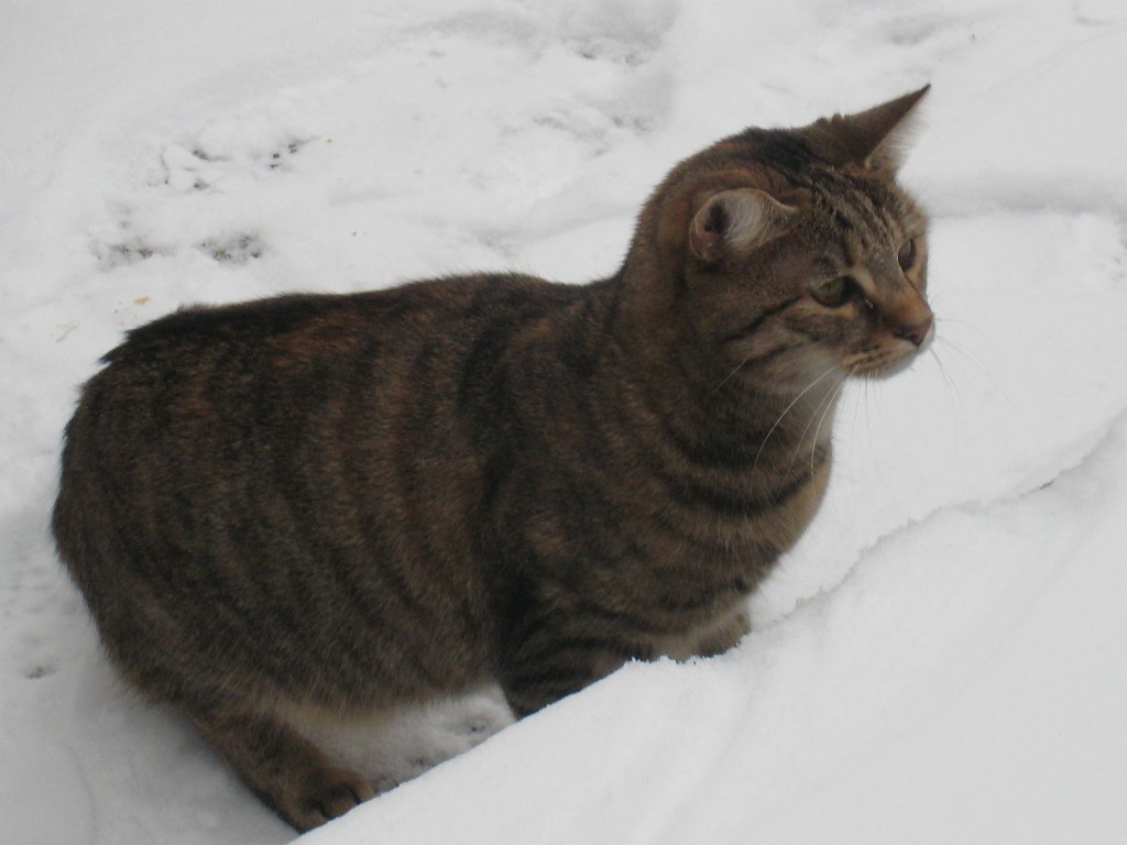 IMG_0186.JPG - Emily in snow