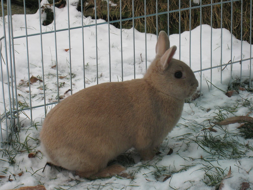 IMG_0189.JPG - Peach