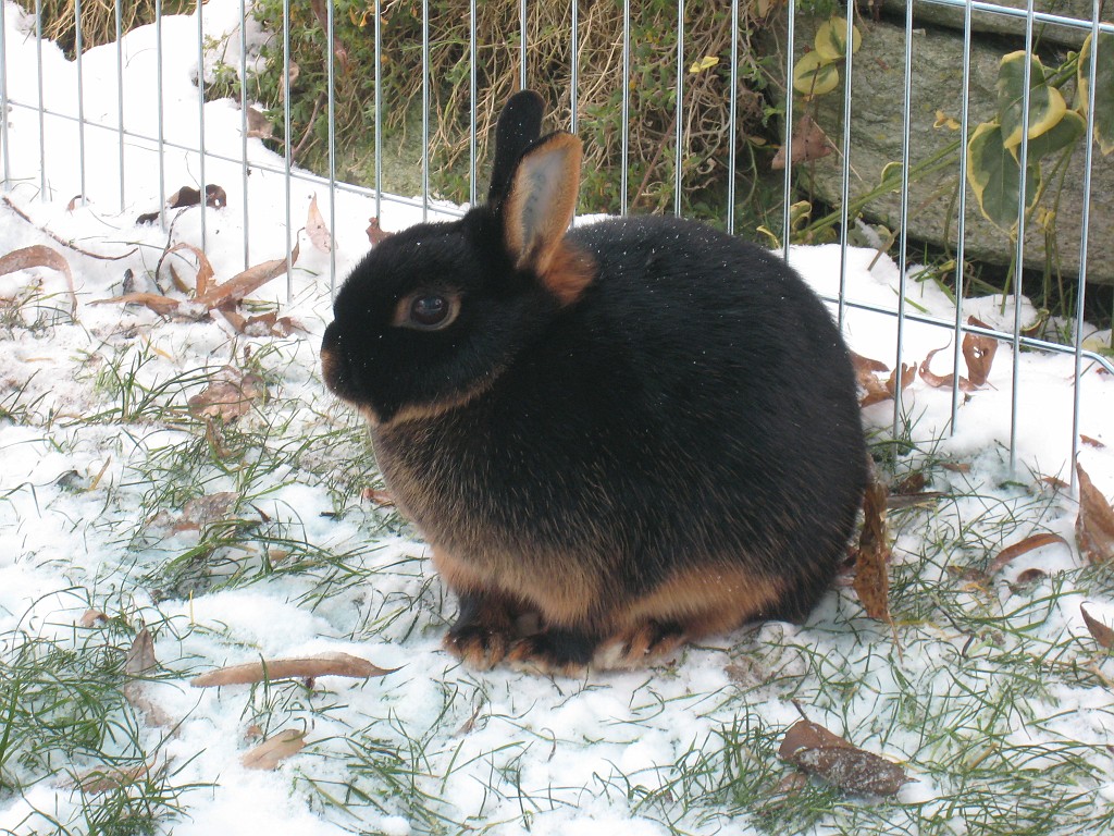 IMG_0190.JPG - Daisy