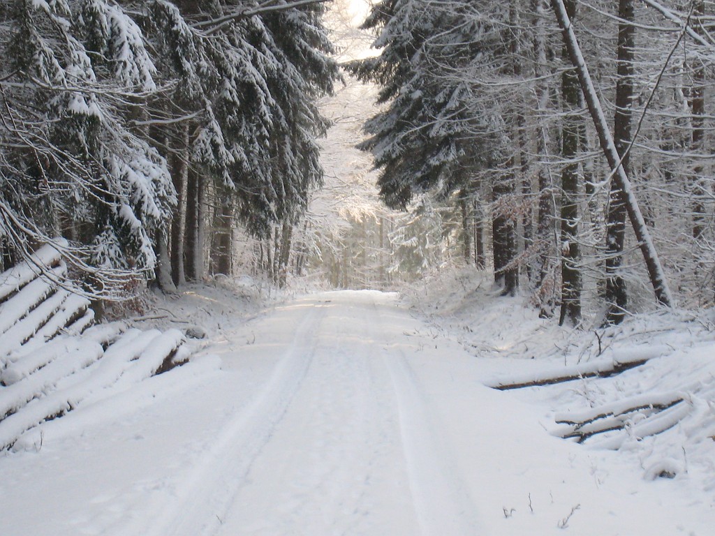 IMG_0265.JPG - Forrest