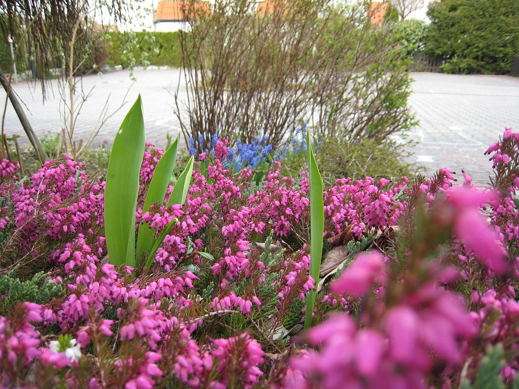 IMG_0357.JPG - Heide