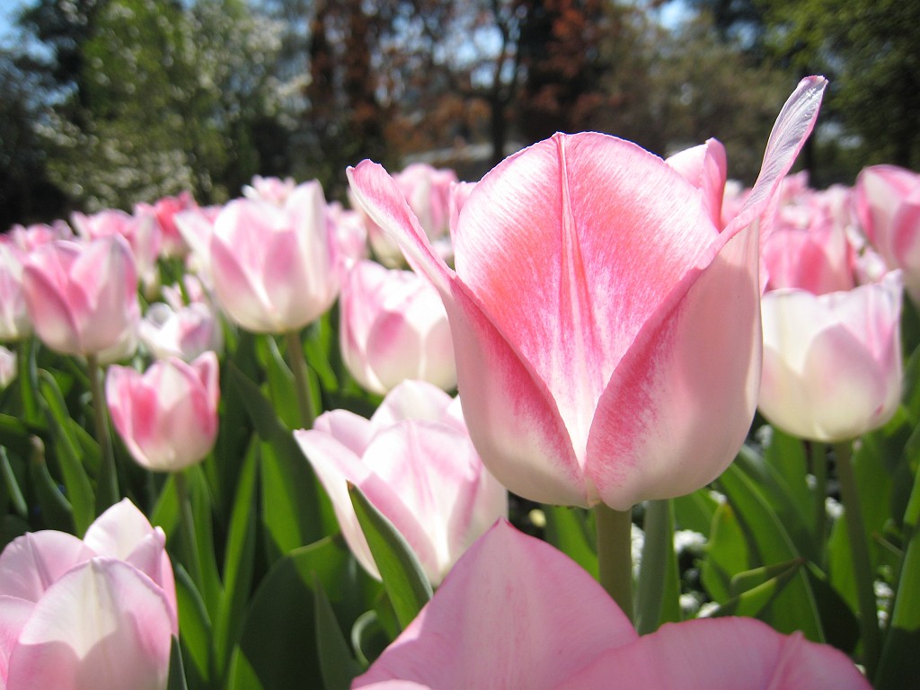IMG_0377.JPG - Blumen  - in the Frankfurter Palmengarten  http://en.wikipedia.org/wiki/Palmengarten ,  http://de.wikipedia.org/wiki/Palmengarten_Frankfurt 
