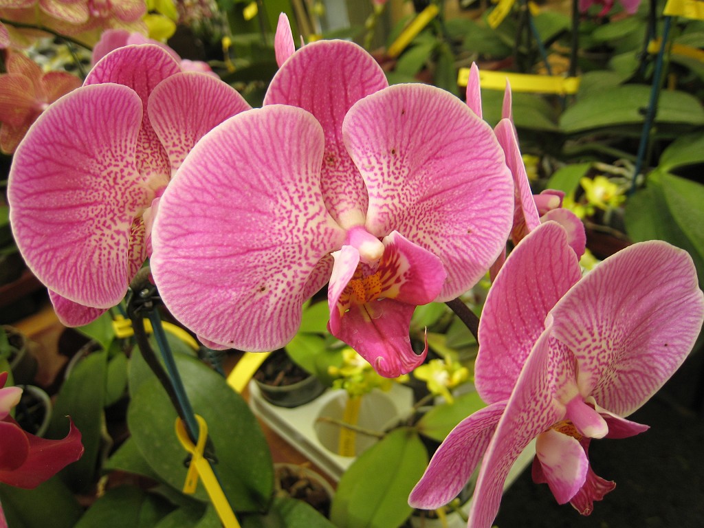 IMG_0396.JPG - Orchids  - in the Frankfurter Palmengarten  http://en.wikipedia.org/wiki/Palmengarten ,  http://de.wikipedia.org/wiki/Palmengarten_Frankfurt 