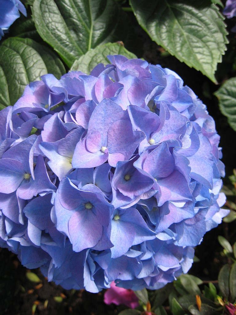 IMG_0404.JPG - Blumen  - in the Frankfurter Palmengarten  http://en.wikipedia.org/wiki/Palmengarten ,  http://de.wikipedia.org/wiki/Palmengarten_Frankfurt 