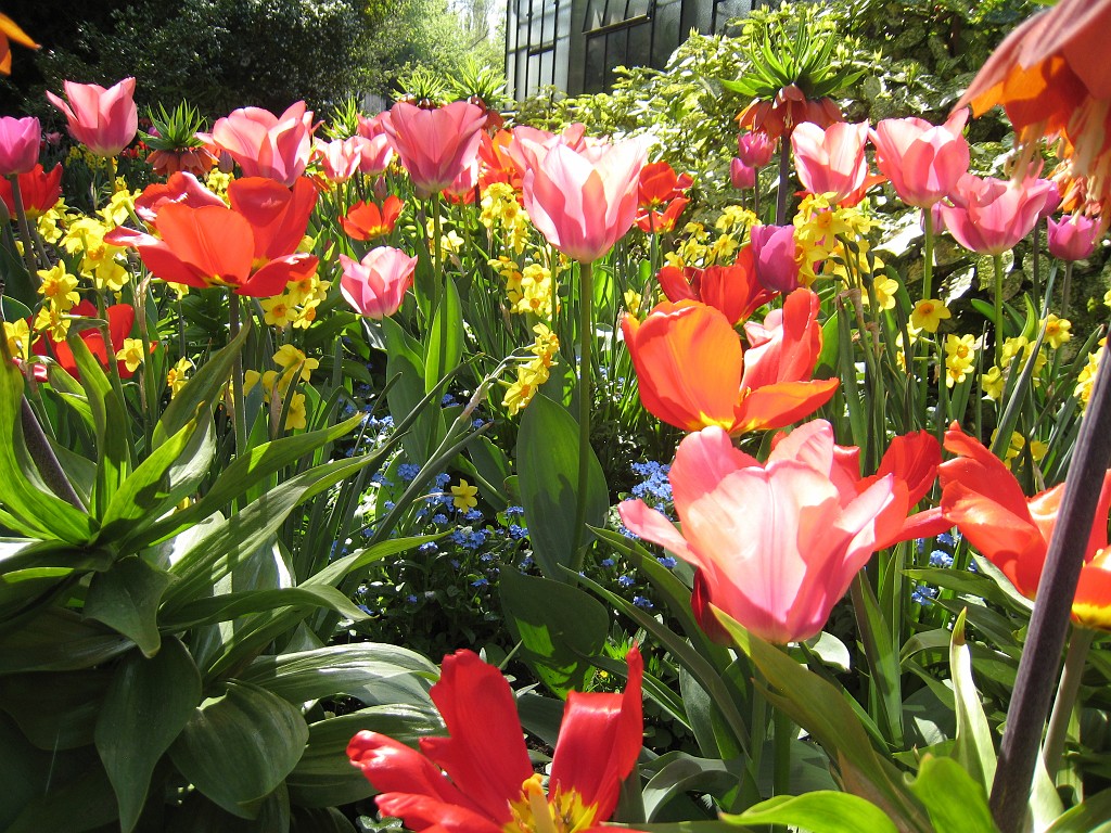 IMG_0410.JPG - Blumen  - in the Frankfurter Palmengarten  http://en.wikipedia.org/wiki/Palmengarten ,  http://de.wikipedia.org/wiki/Palmengarten_Frankfurt 