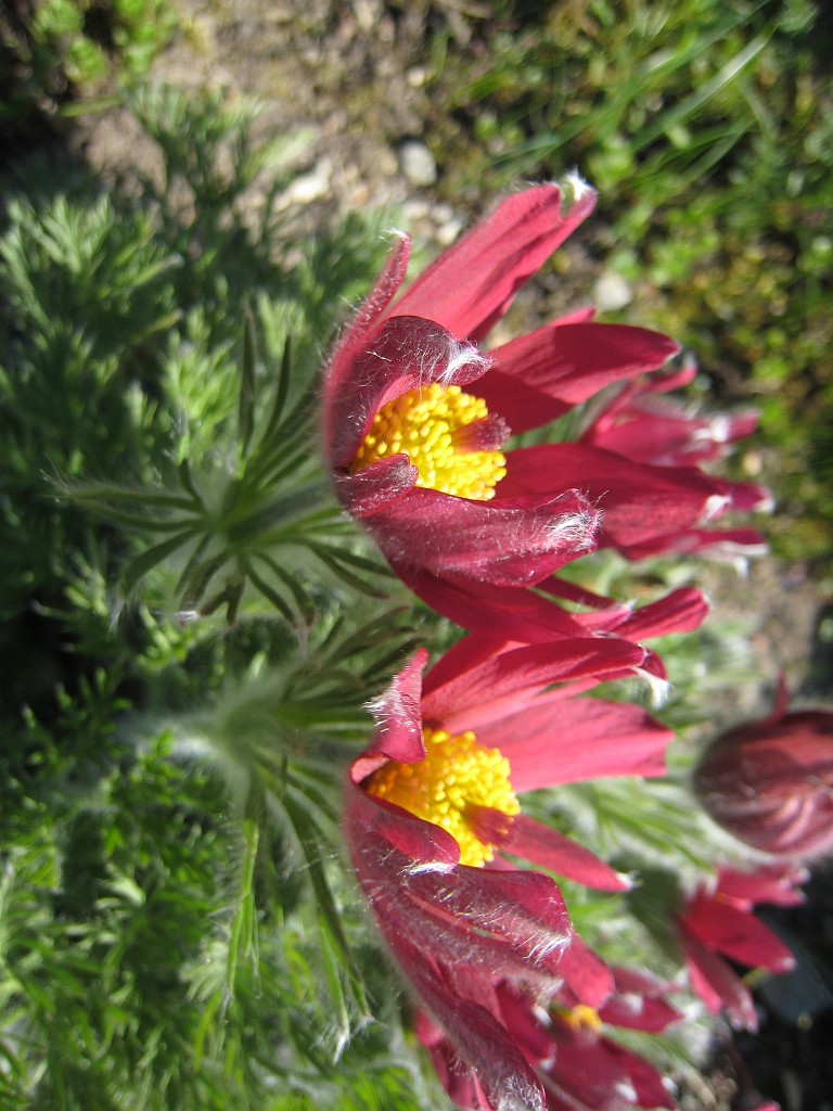 IMG_0416.JPG - Blumen  - in the Frankfurter Palmengarten  http://en.wikipedia.org/wiki/Palmengarten ,  http://de.wikipedia.org/wiki/Palmengarten_Frankfurt 